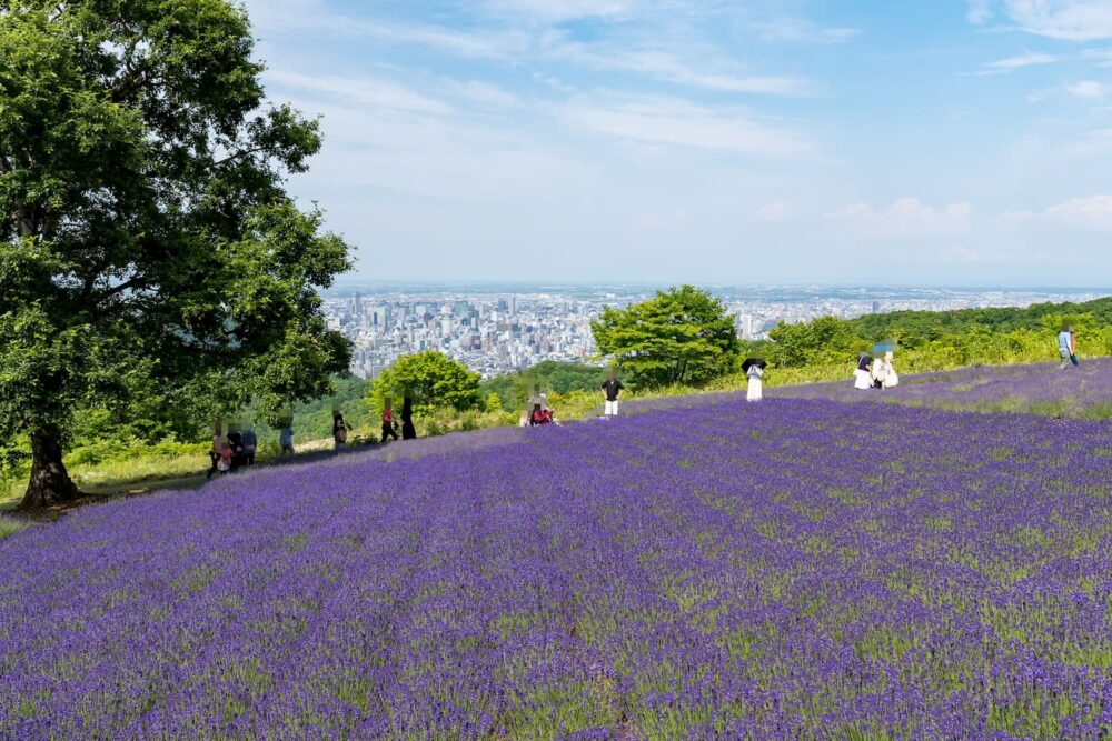 幌見峠ラベンダー園(一面のラベンダー畑)