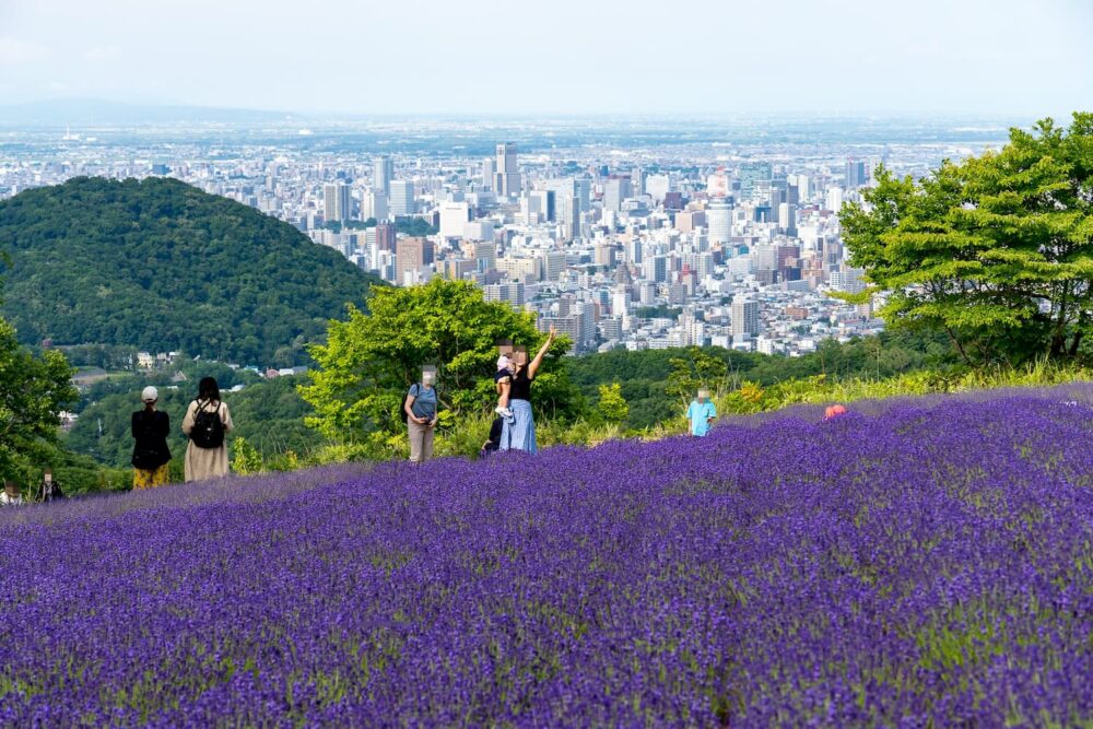 幌見峠ラベンダー園(ラベンダー越しの札幌市街地)